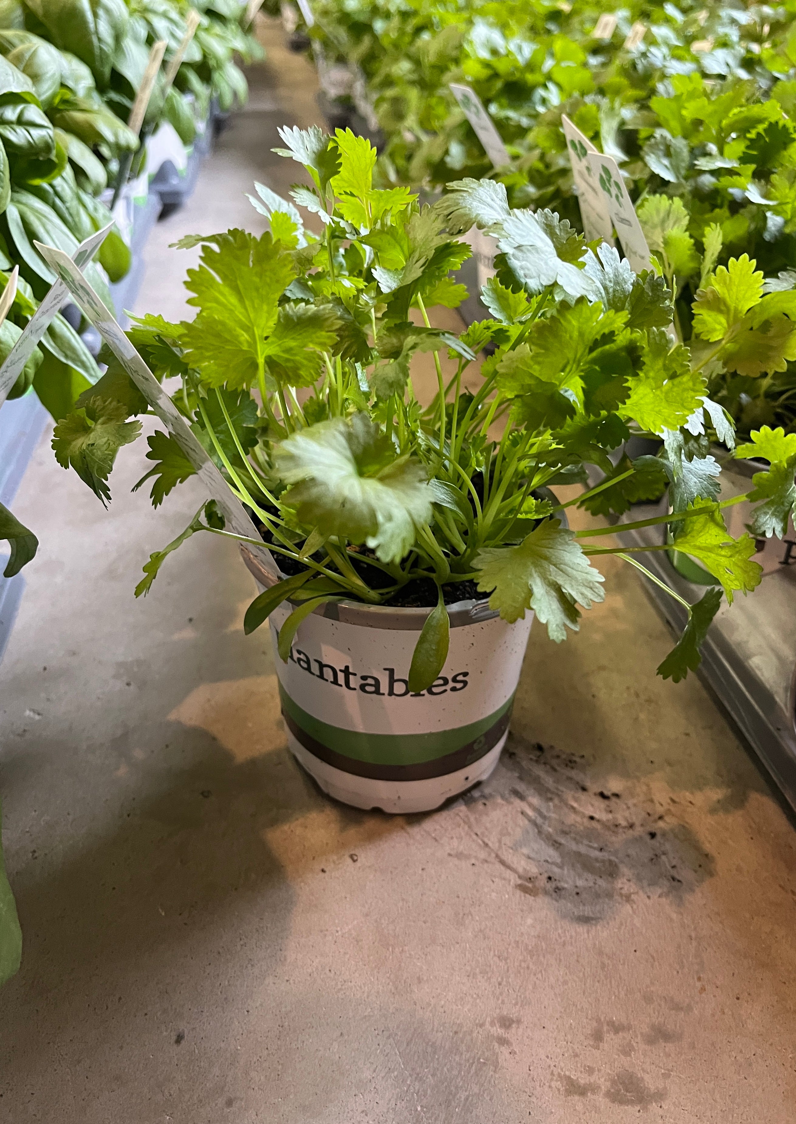 planting cilantro in a pot Cilantro