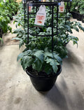 Tomato - Red Cherry - 12" Pot