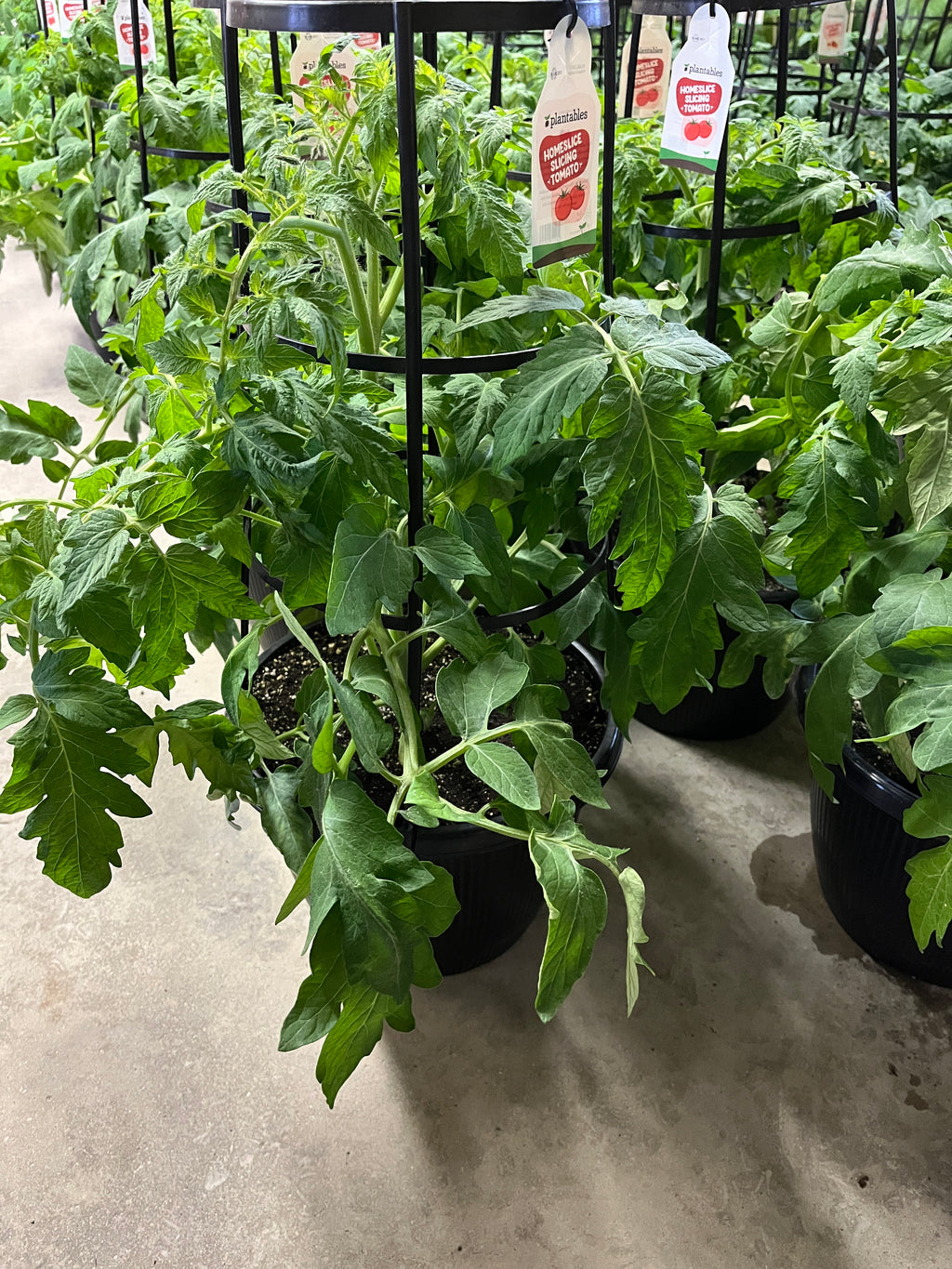 Tomato - Homeslice - 12" Pot