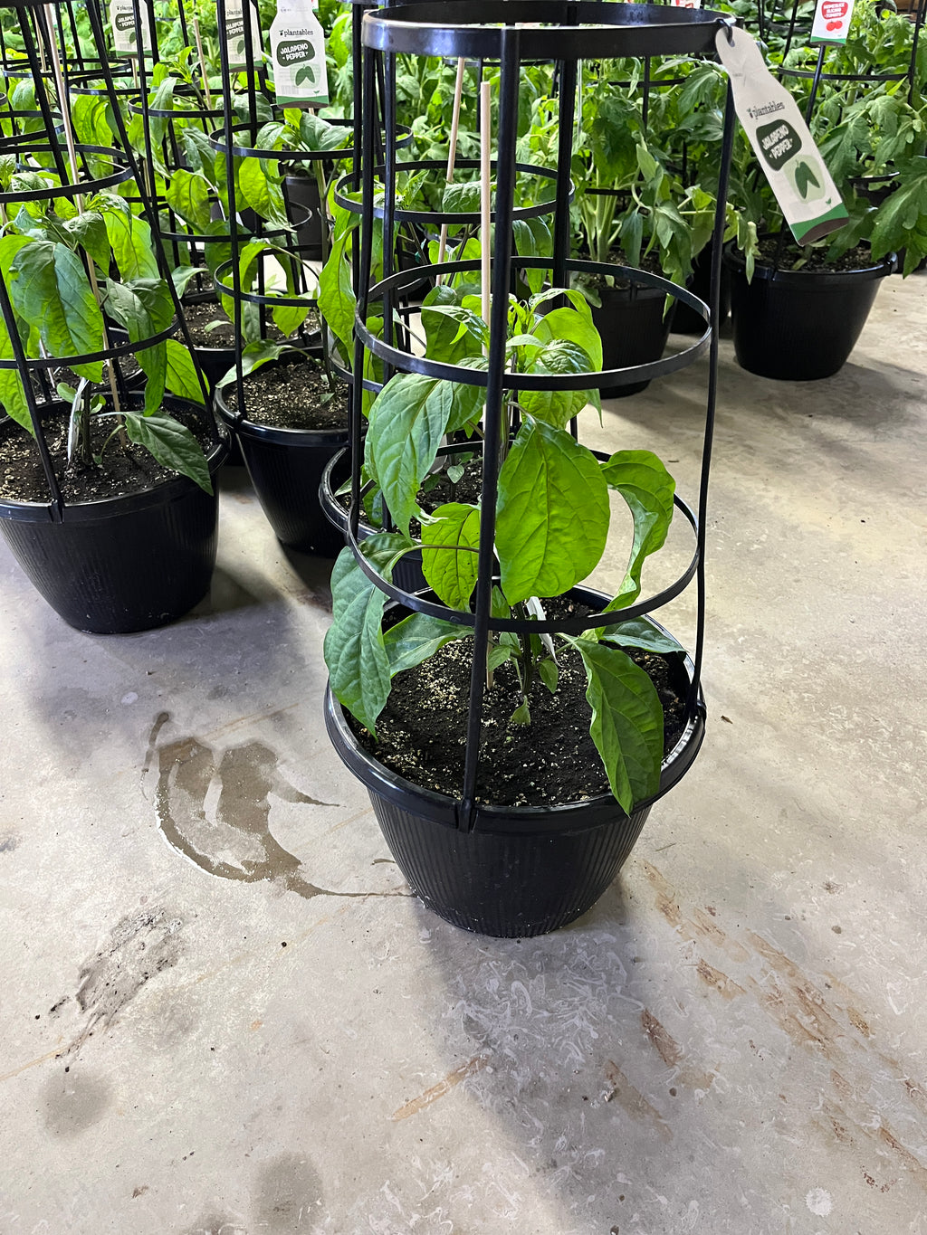 Pepper - Jalapeno - 12" Pot