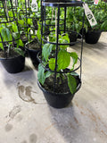 Pepper - Jalapeno - 12" Pot