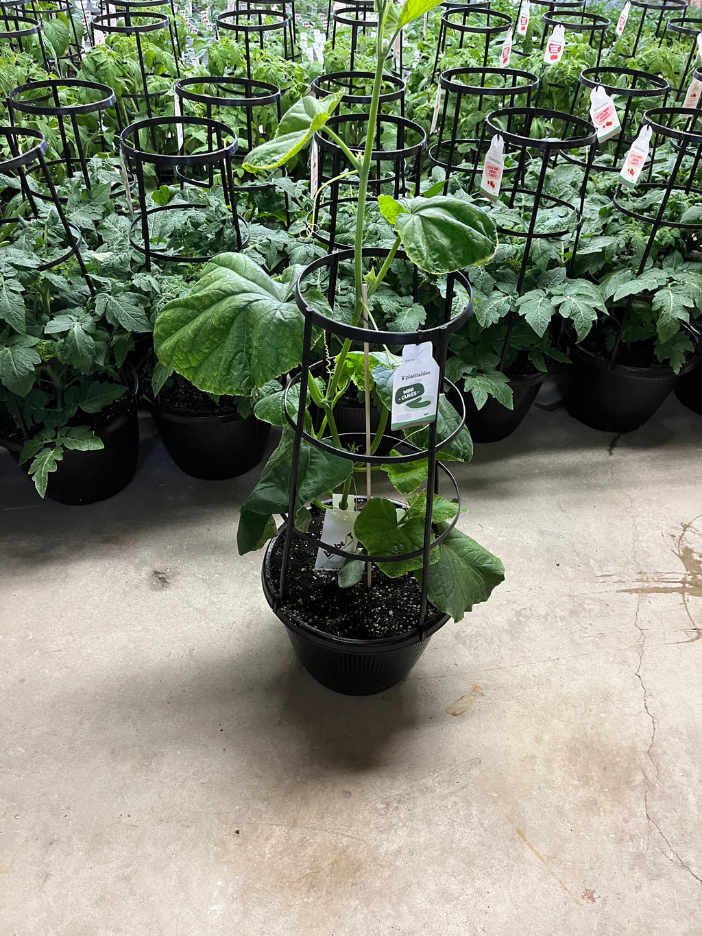 Cucumber - Mini - 12" Pot