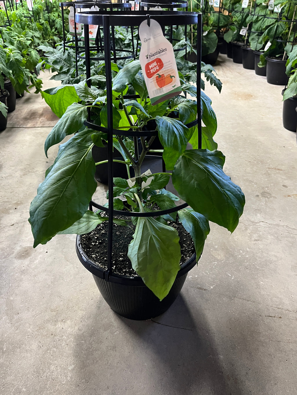 Pepper - Orange Mini - 12" Pot