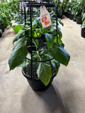 Pepper - Orange Mini - 12" Pot