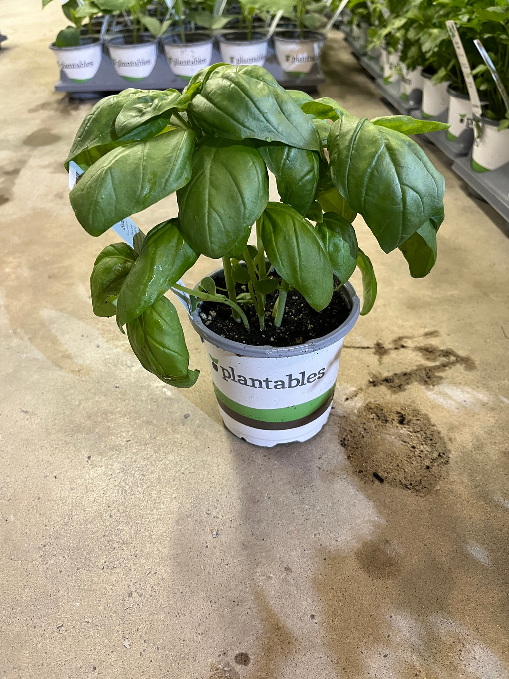 Basil - Genovese - 4" Pot