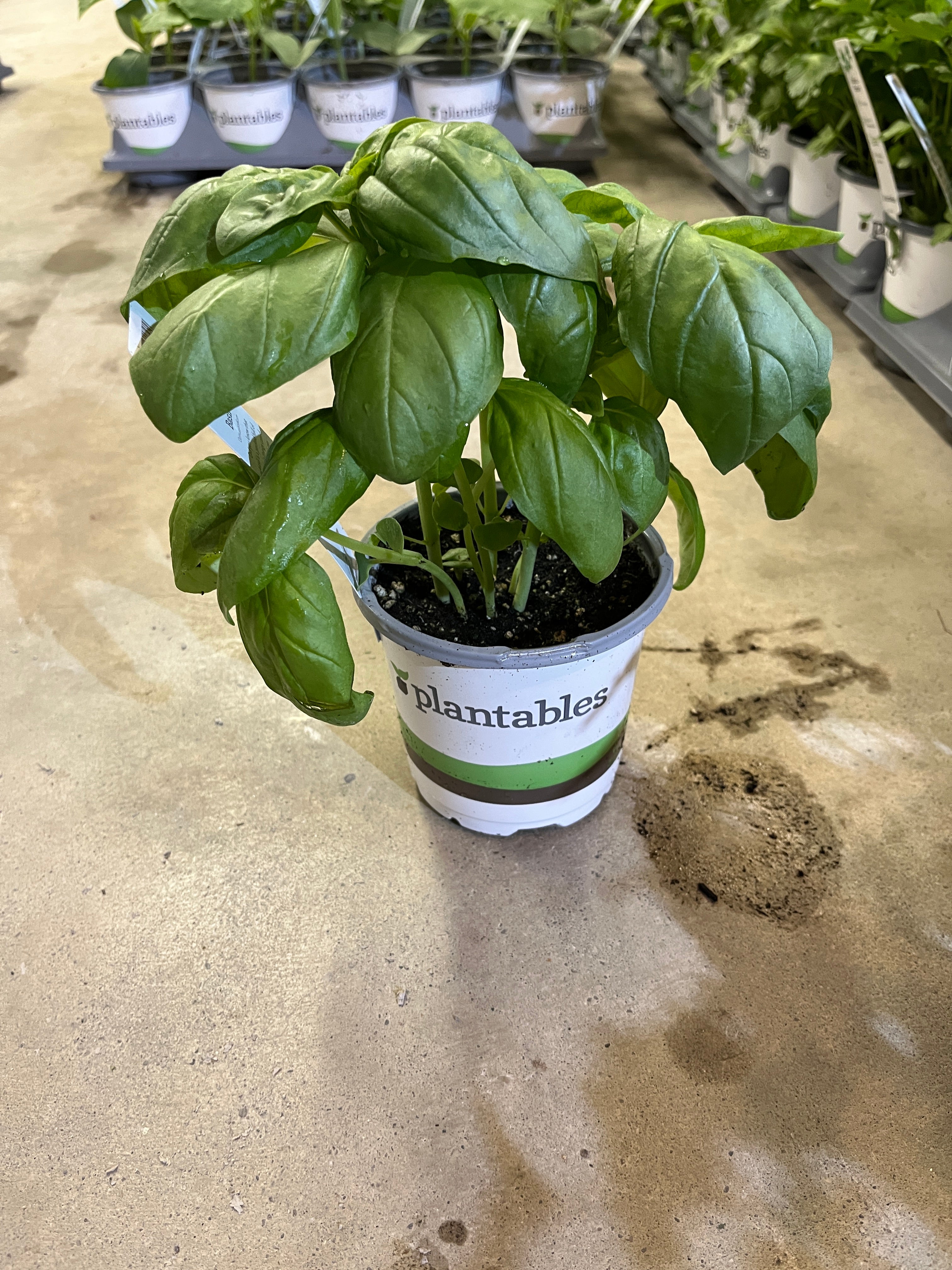 Basil - Genovese - 4" Pot