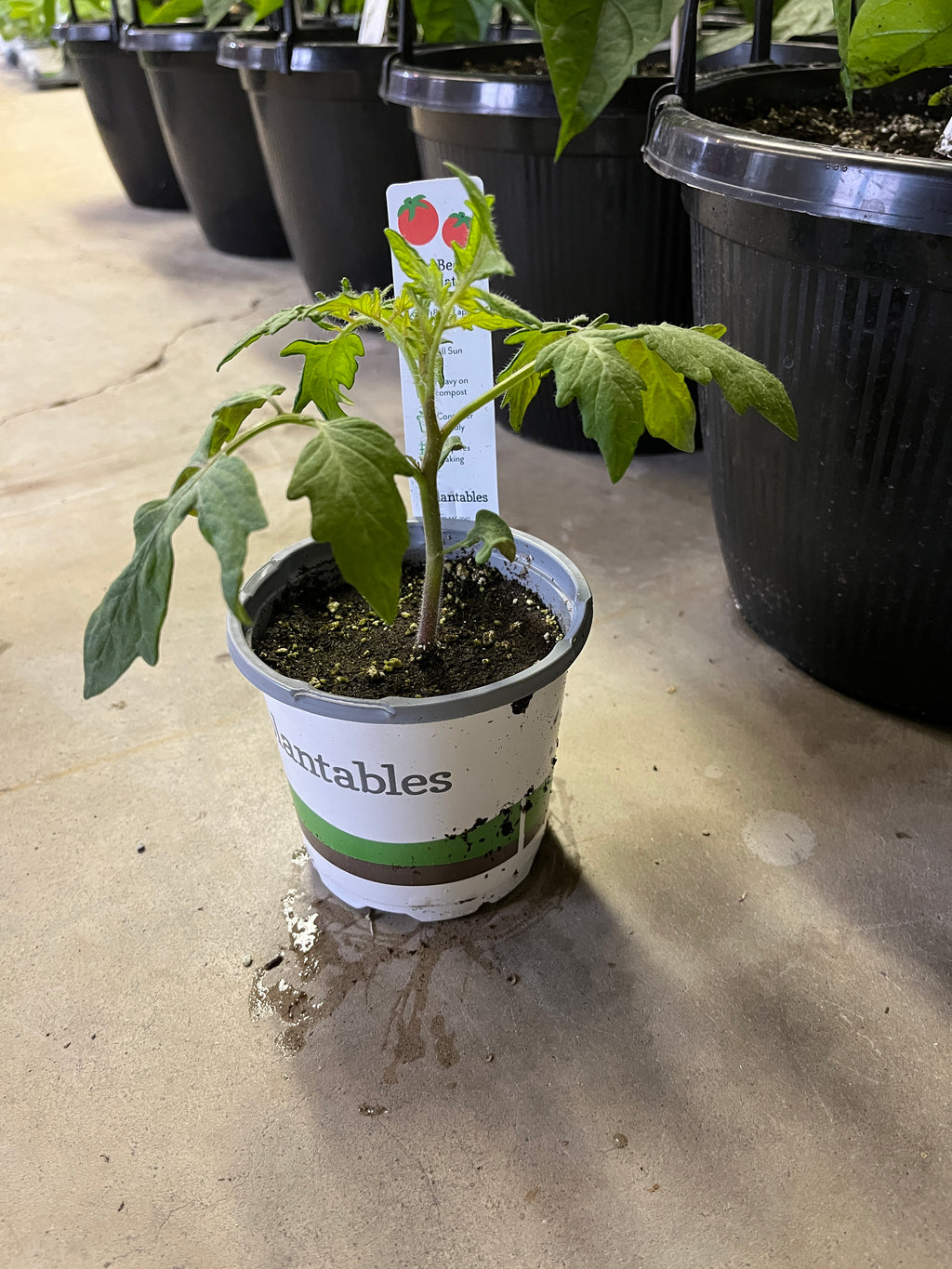 Tomato - Beefsteak - 4" Pot