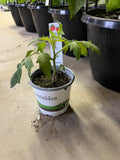 Tomato - Beefsteak - 4" Pot