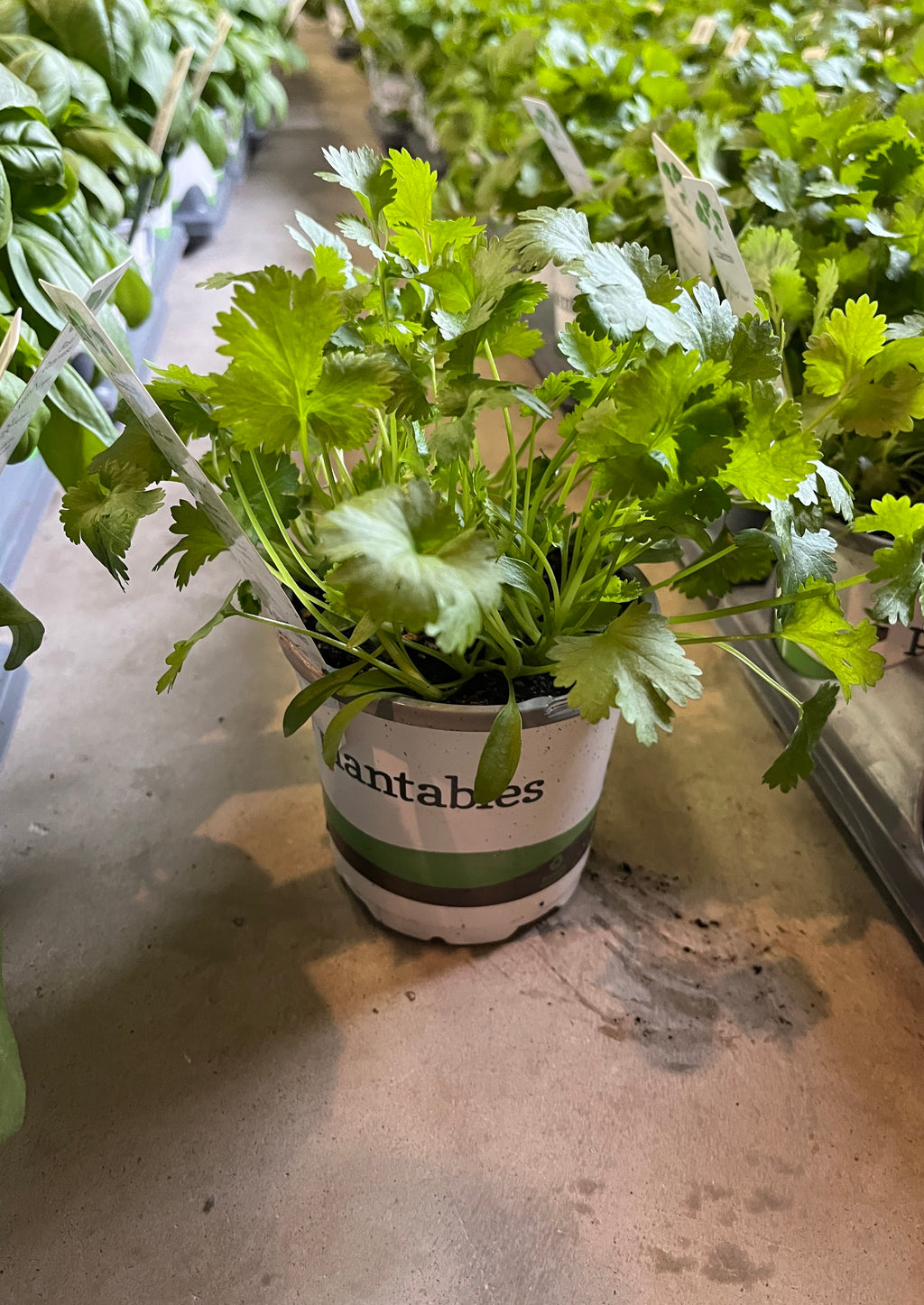 Cilantro - 4" Pot
