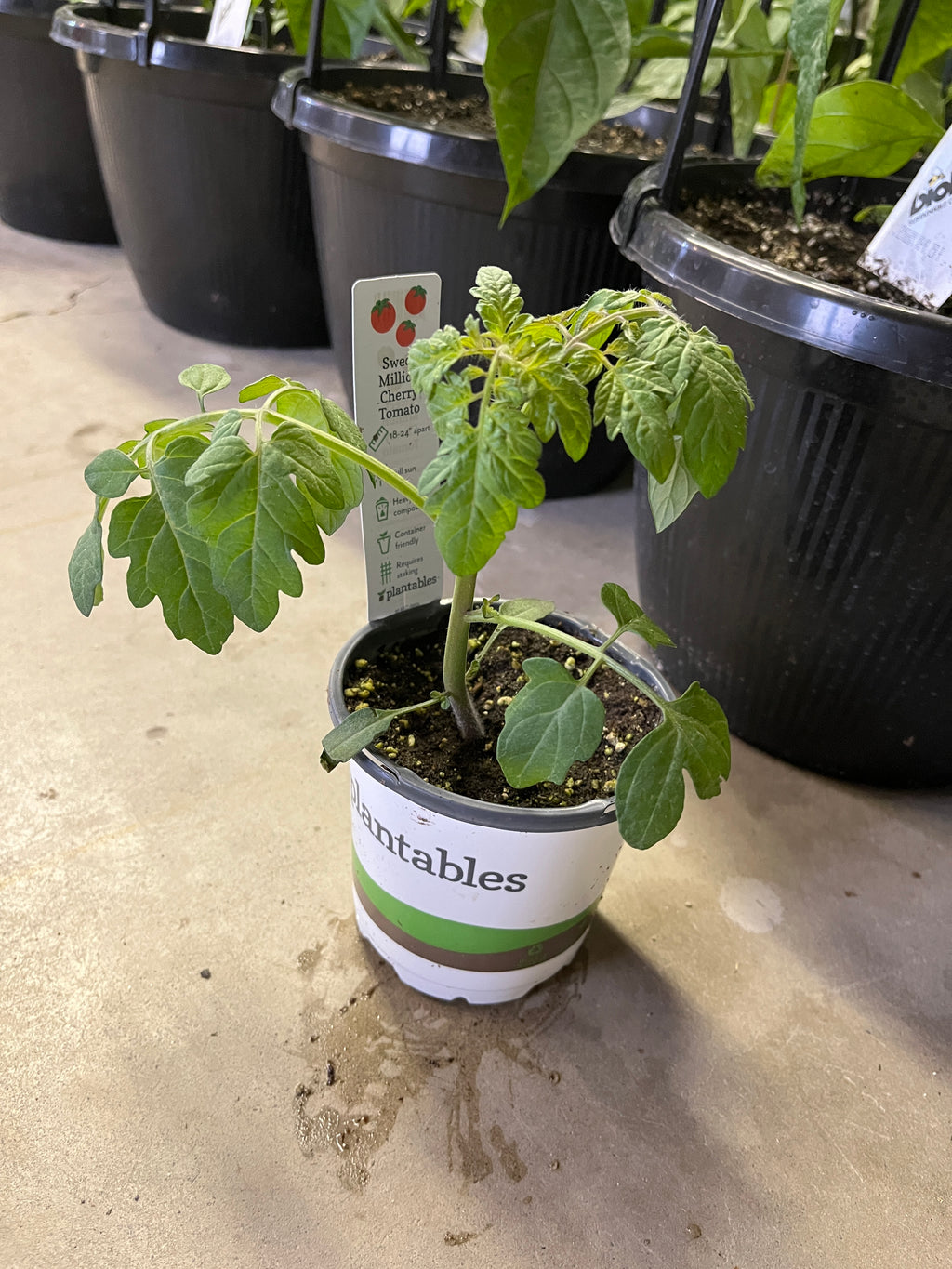 Tomato - Sweet Million Red Cherry - 4" Pot