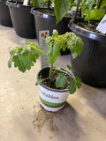 Tomato - Sweet Million Red Cherry - 4" Pot