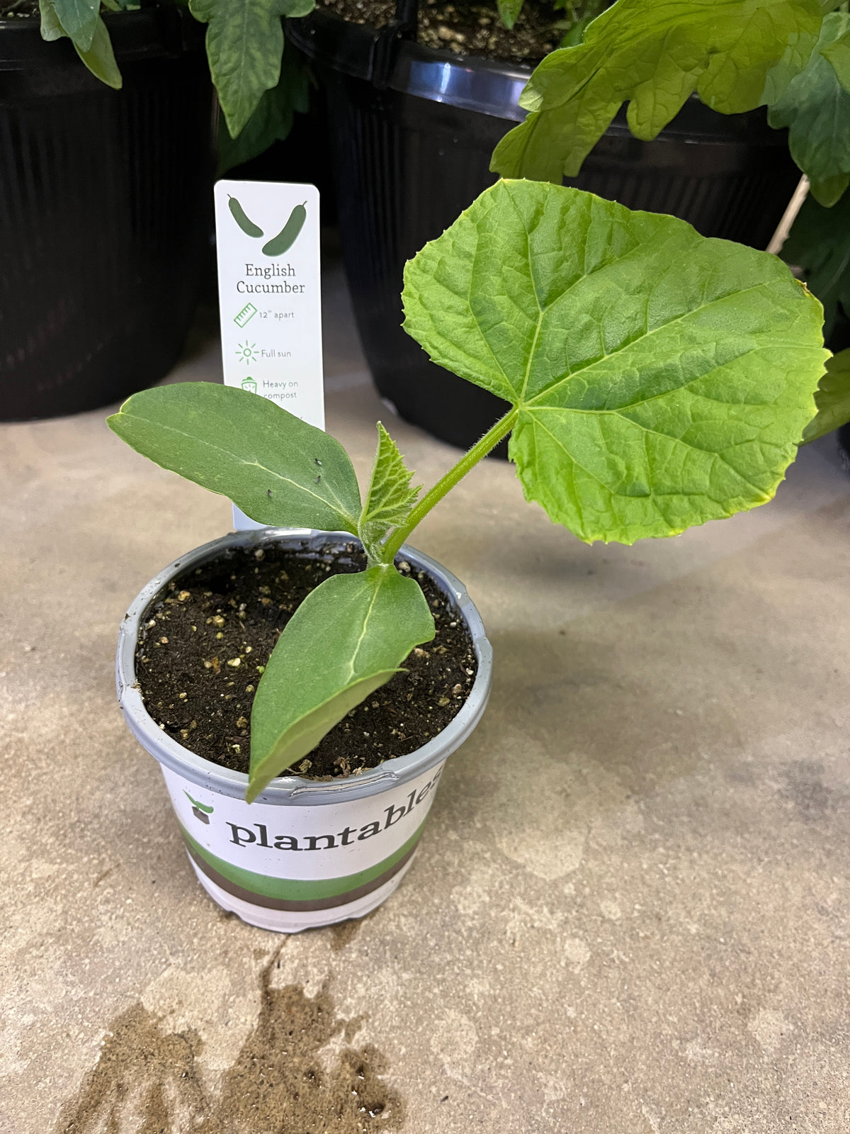 mini cucumber plants in pots Cucumber - Mini