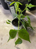 Green Bean (Bush) - 4" Pot