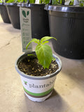 Pepper - Jalapeño - 4" Pot