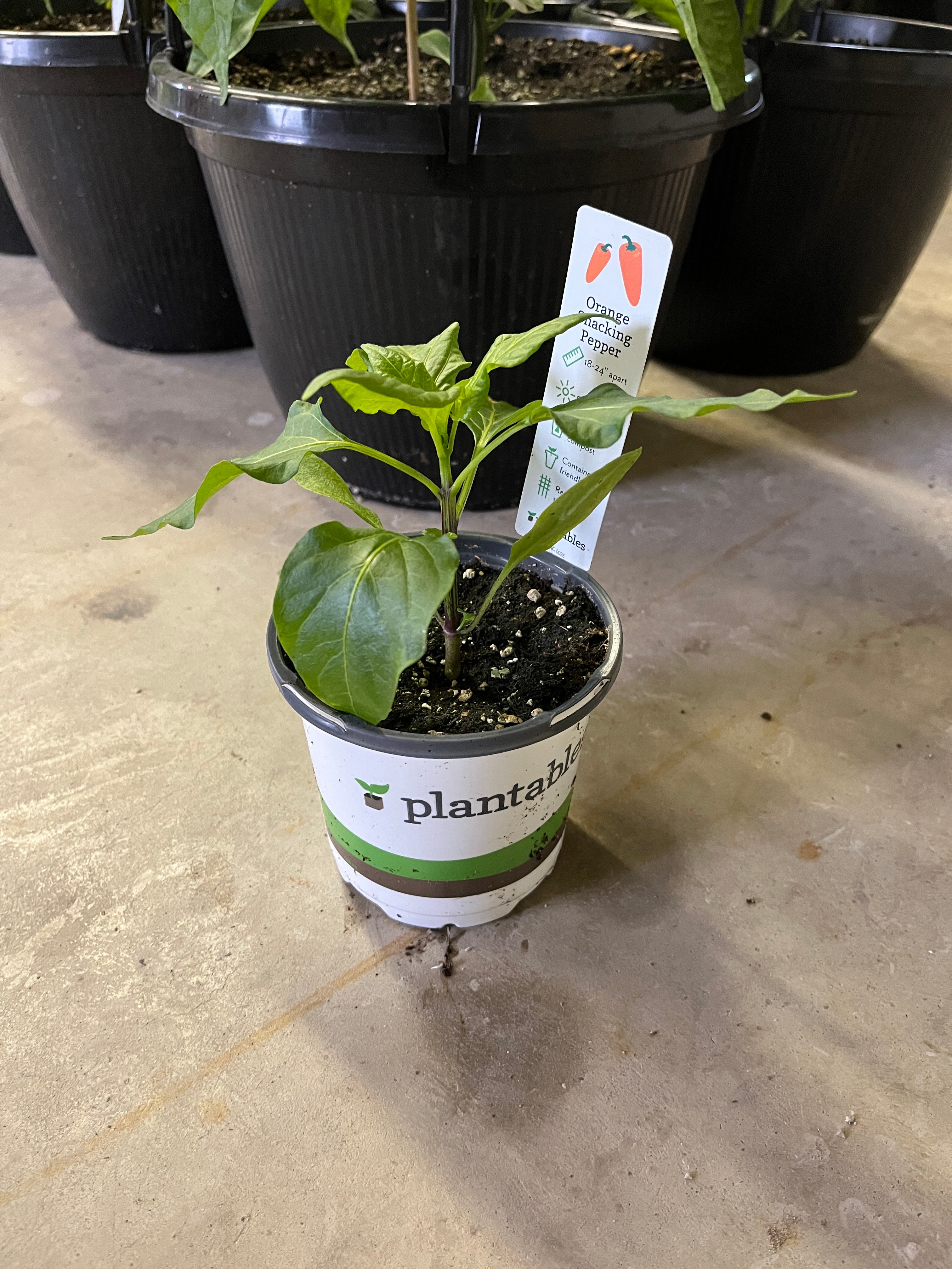 Pepper - Orange Mini - 4" Pot