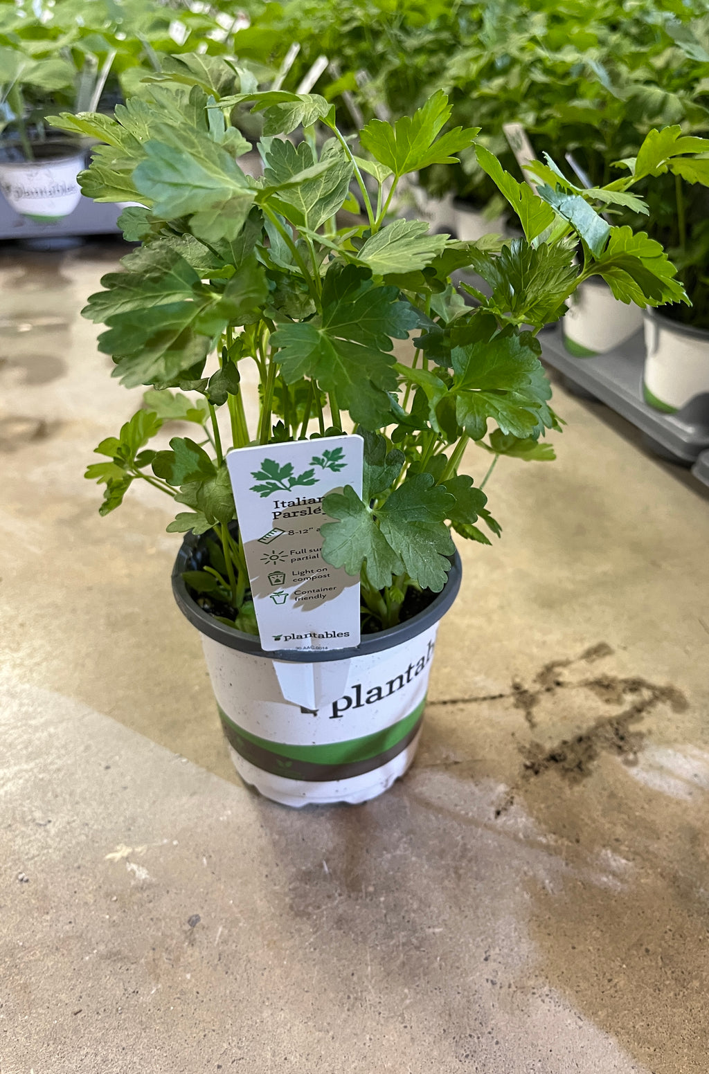Parsley - Italian - 4" Pot