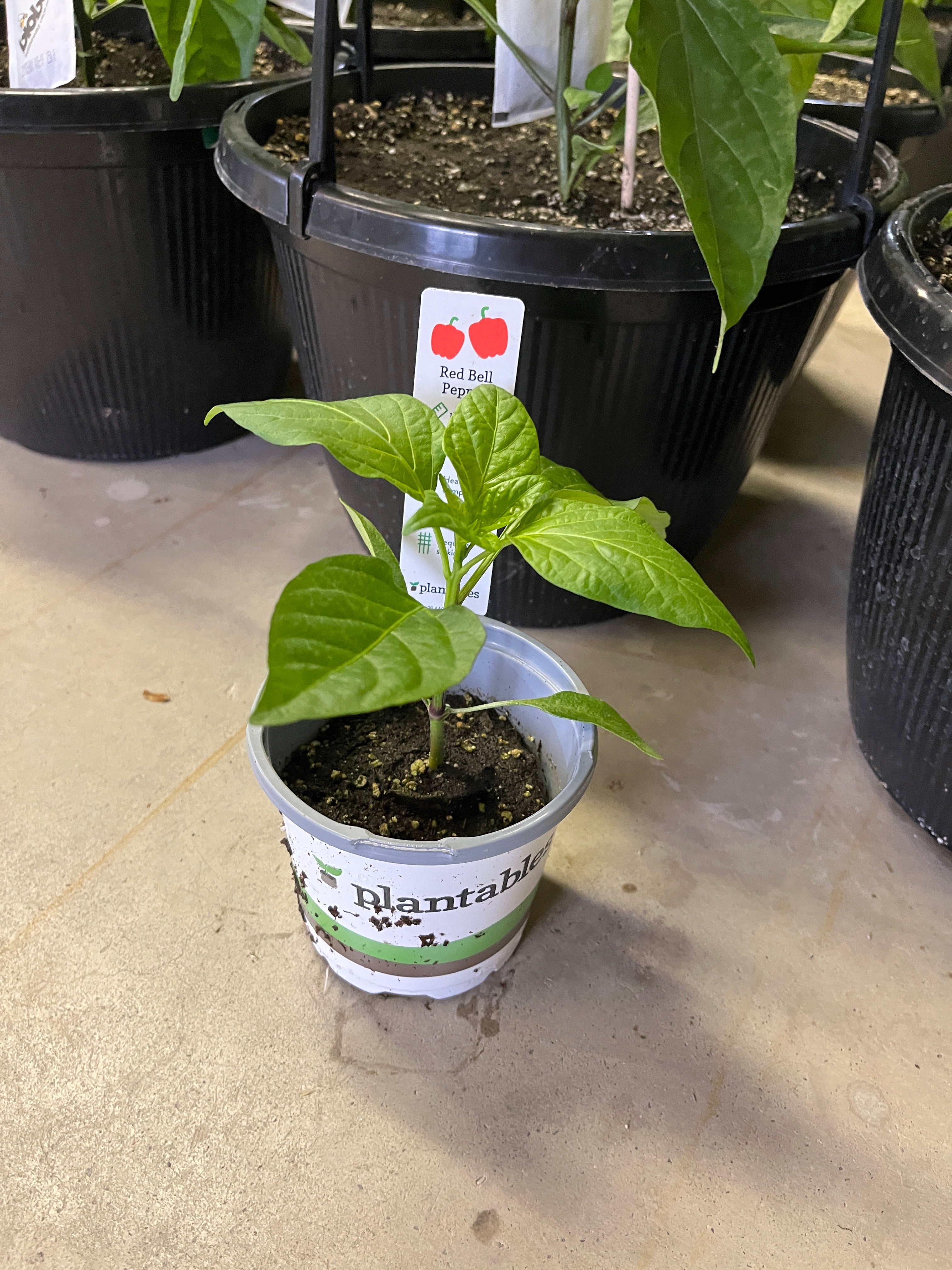 Pepper - Red Bell - 4" Pot