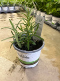 Rosemary - 4" Pot