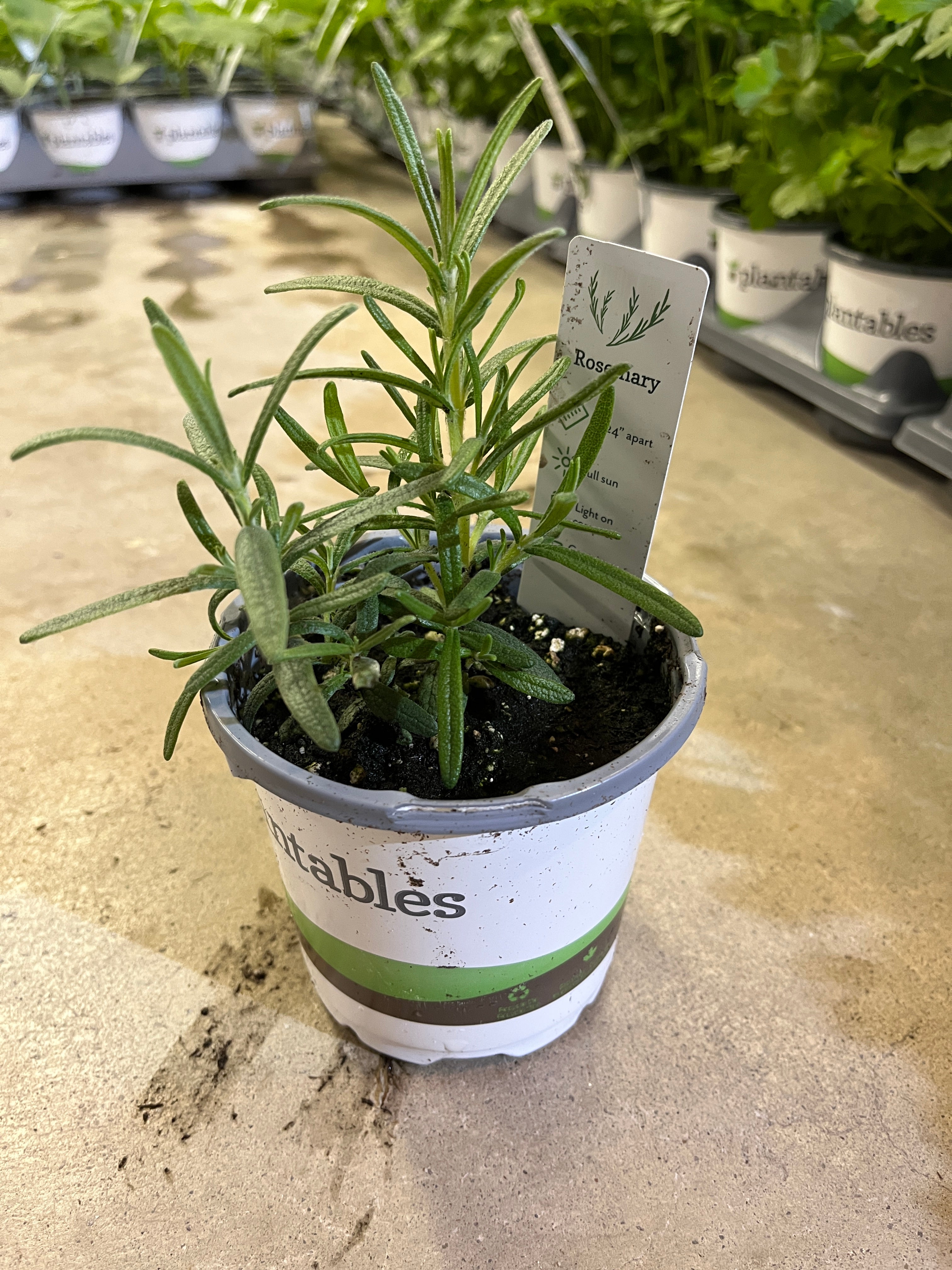 Rosemary - 4" Pot