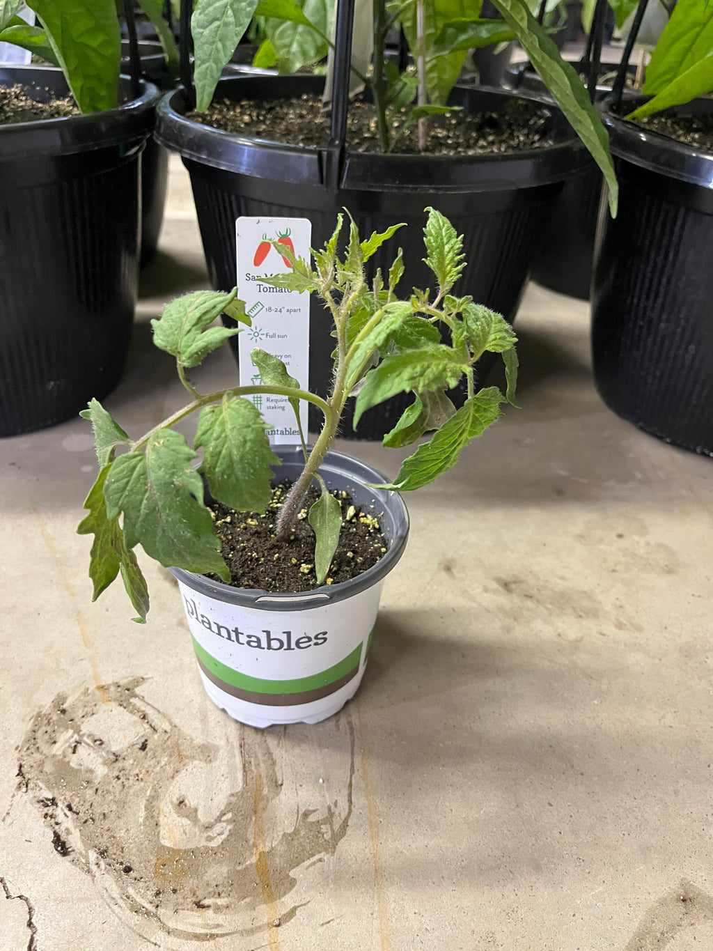 Tomato - San Marzano - 4" Pot