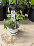 Tomato - San Marzano - 4" Pot
