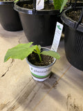 Cucumber - Mini - 4" Pot