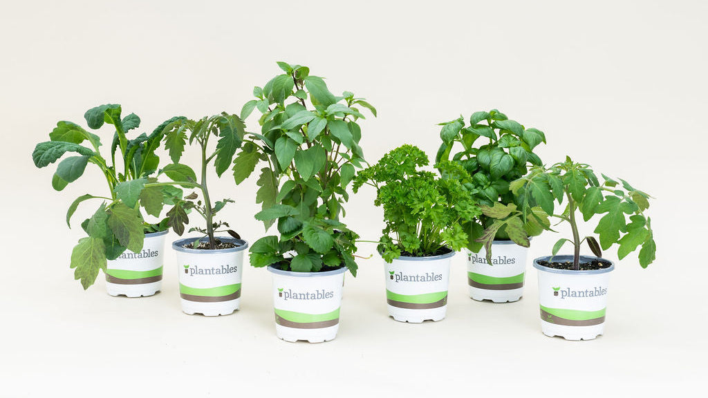 Basil - Genovese - 4" Pot