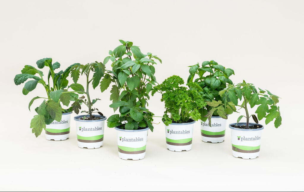Simplicity Planting Simple Planting