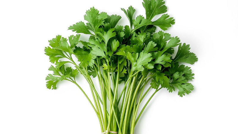 Cilantro