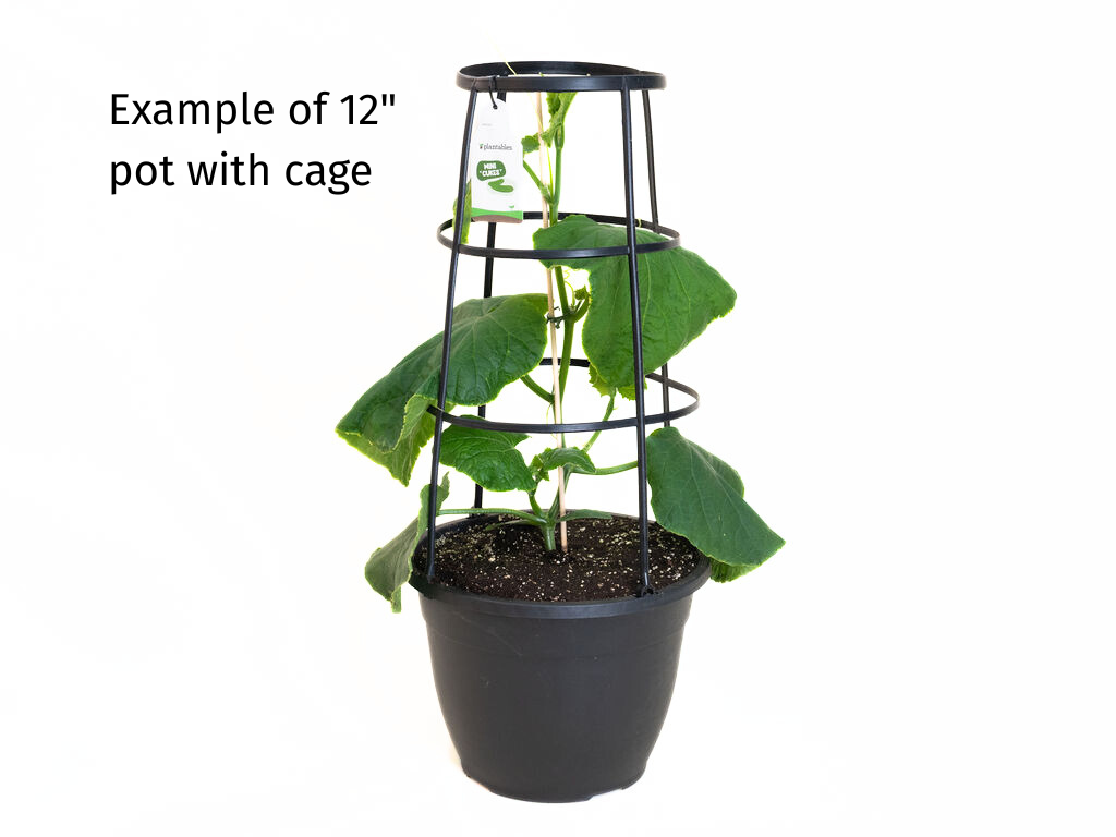 Pepper - Jalapeno - 12" Pot