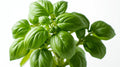 Basil - Genovese - 4" Pot