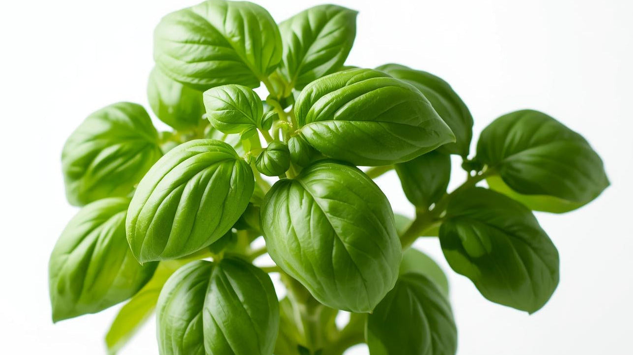 Basil - Genovese