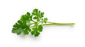 Parsley - Italian - 4" Pot