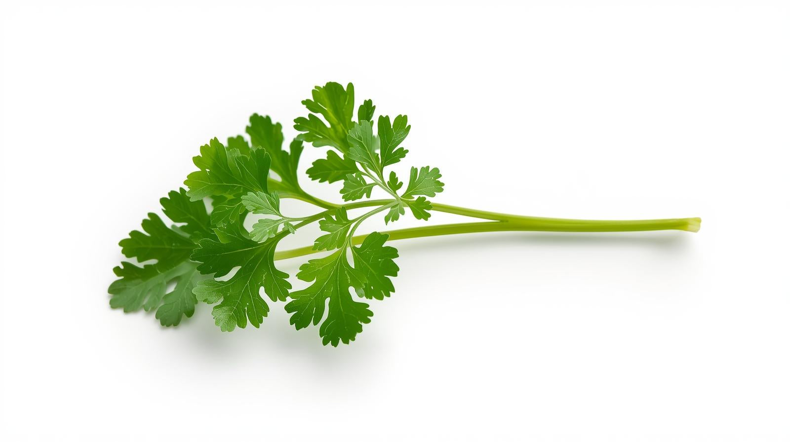Parsley - Italian