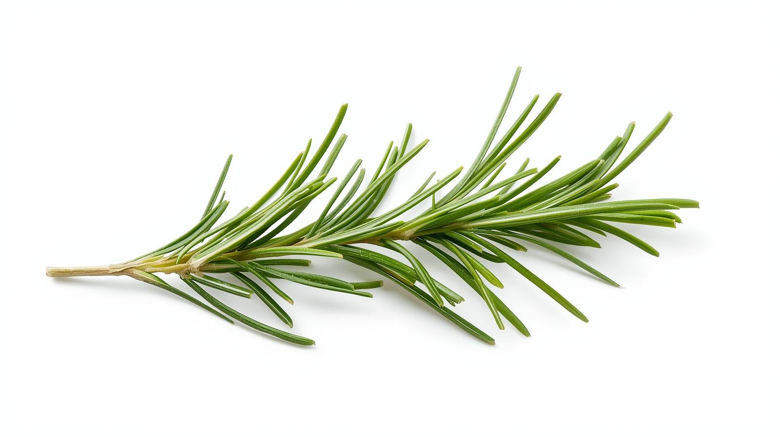Rosemary